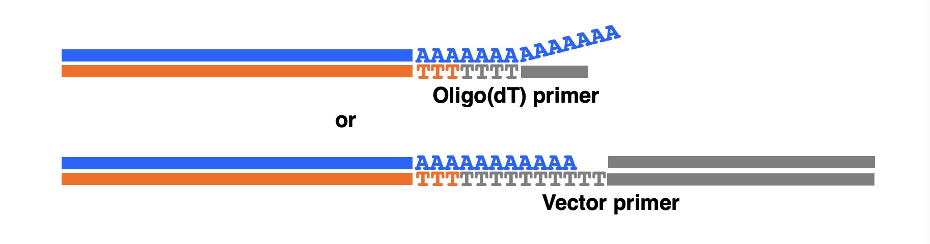 1st-strand cDNA